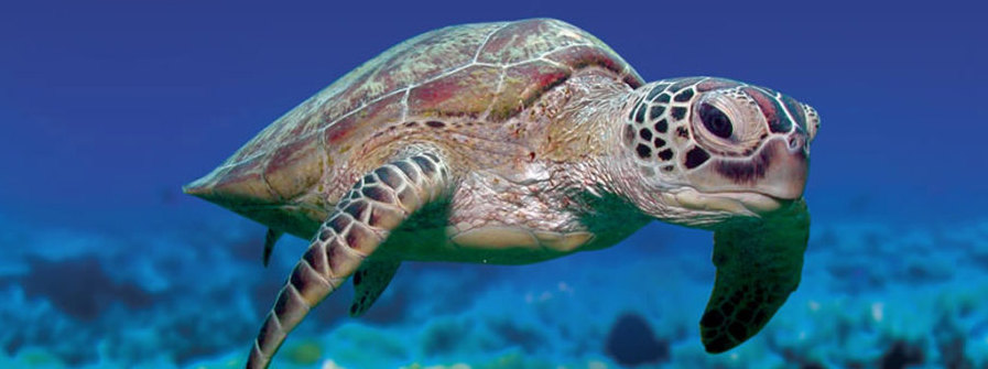 friendly-sea-turtle