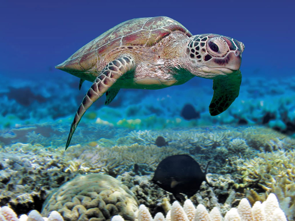 Sea Turtles - Pacific Beach Coalition