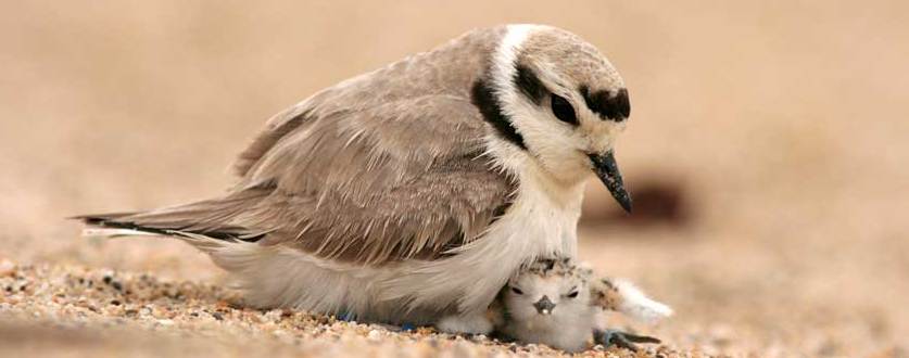 pacifica-snowy-plover