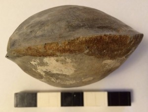 bivalve fossile