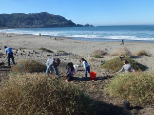 mlk beach planting