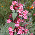 Clarkia unguiculata