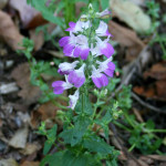 Collinsia heterophylla