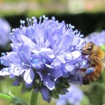 Gilia capitata