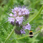 Tansy-leaved Phacelia