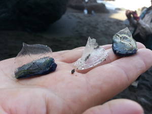 Velella Vellella20150328_113138