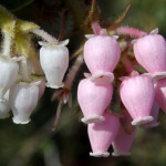 arctostaphylos manzanita