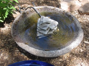 bee-drinking-bowl