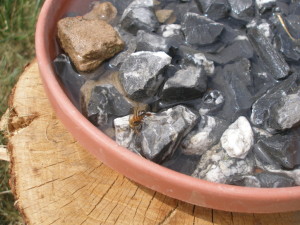 bee-drinking-bowl2