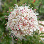 california buckwheat