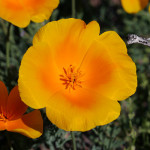 california poppy