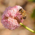 california red buckwheat