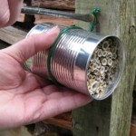 tin can with plant stems