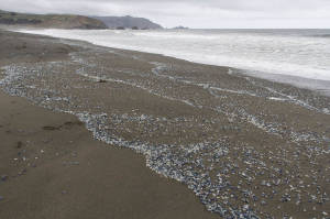 Sharp park velella velella2