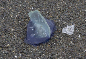 velella velella