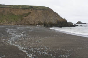 Sharp park velella velella