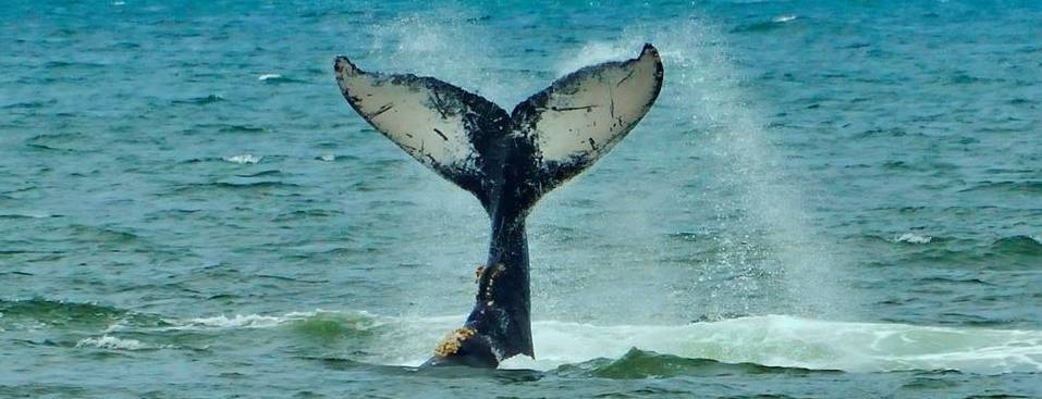 whale tail