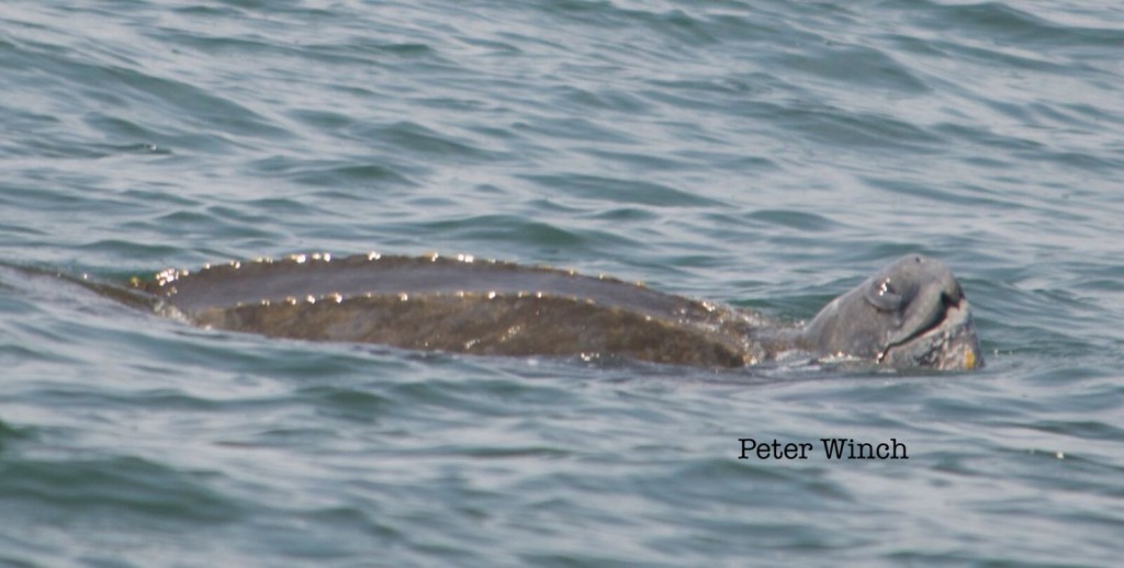 leatherback_seaturtle2