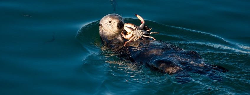 sea otter and crabby