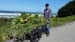 Habitat Restoration Rockaway