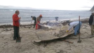 cutting boat moss beach