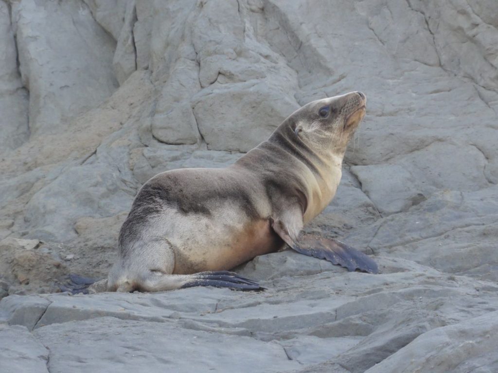 found sea lion mussel rock