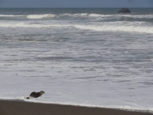 sea lion mussel rock