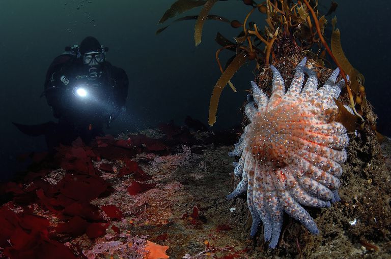 Facts: The Sea Star (Starfish) 