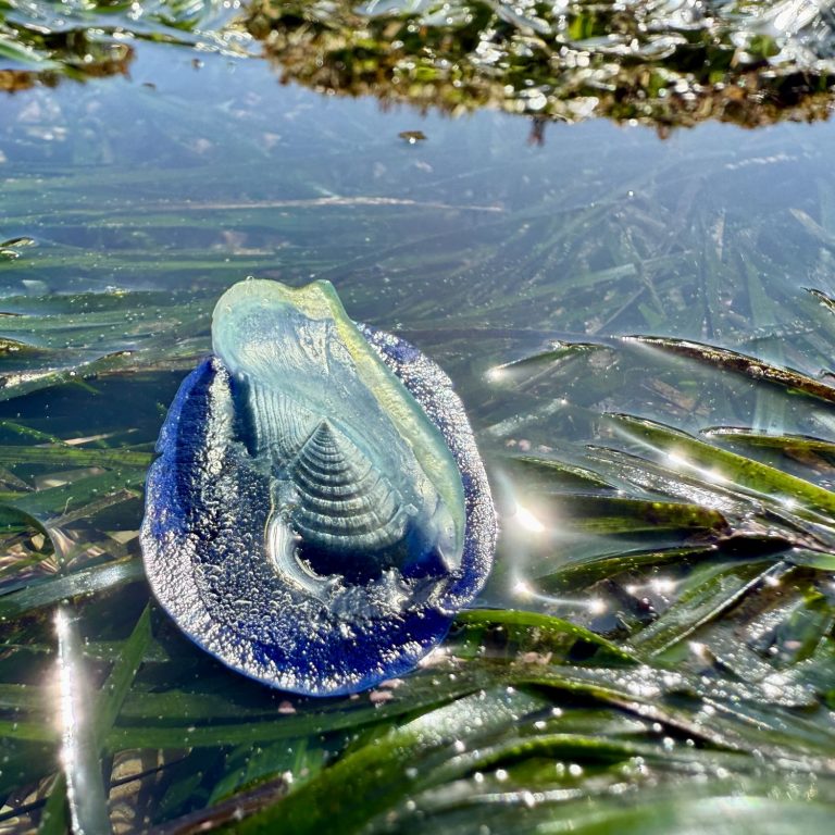 Five Facts About Velella Velella - Pacific Beach Coalition