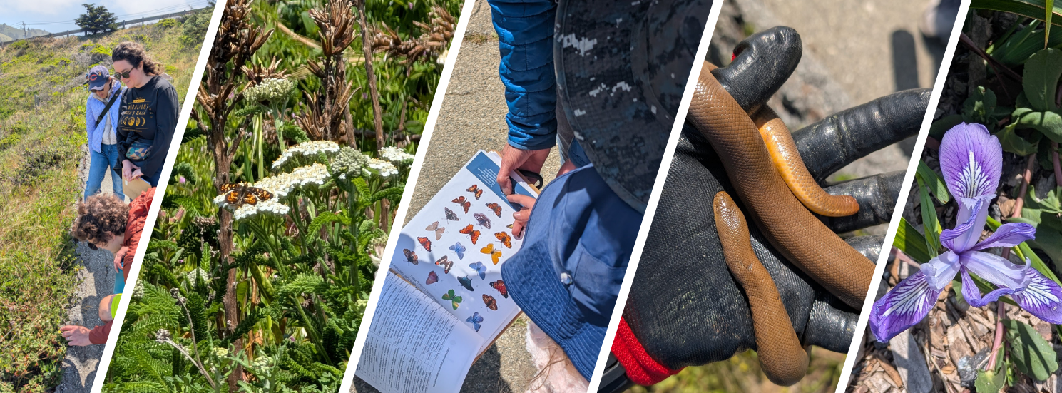 A collage of photos depicting wildflowers, coastal bees, rubber boa snake and people admiring flowers and plants