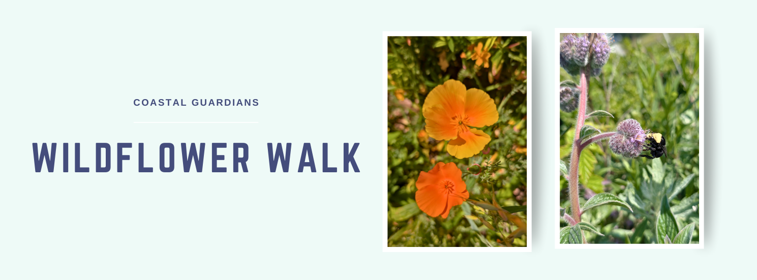 PBC wildflower walk with Coastal Guardians