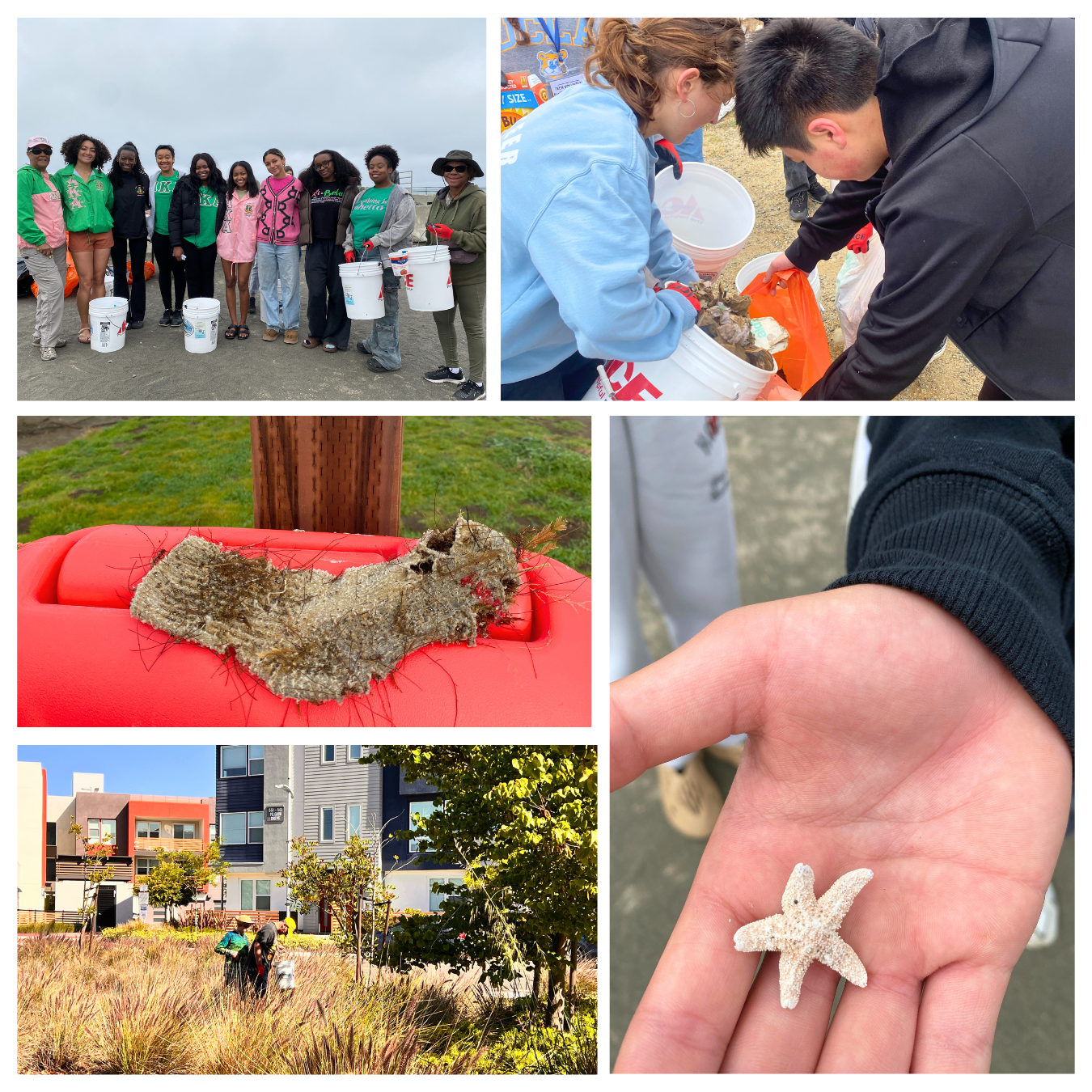 A collage of adult and youth volunteers collecting trash, a small sea star and an old sock covered in marine debris