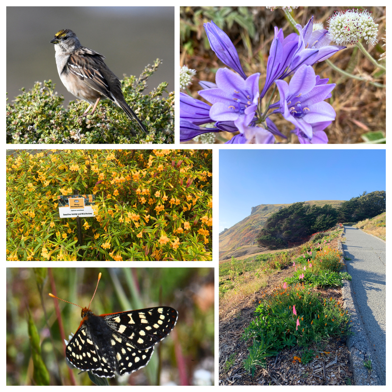 A collage of native CA plant species and wildlife including a bird and a moth