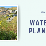 Volunteers needed to help water plants