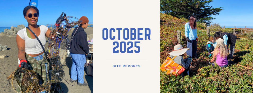 Volunteers at beach cleanup and habitat restoration events near the beach