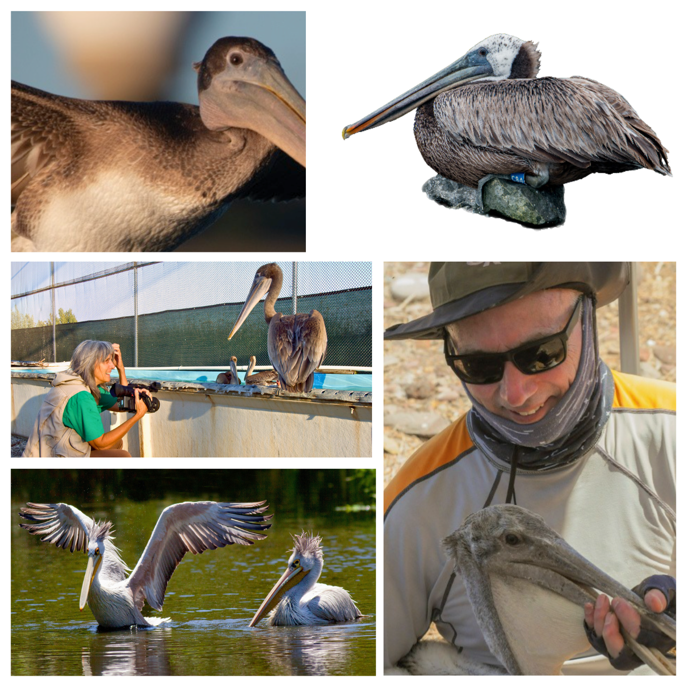 Images of pelicans, Judy Irving and Bart Selby in a collage