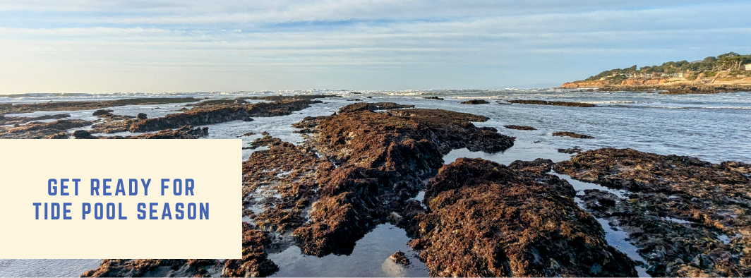 Tide pools at Fitzgerald Marine Reserve in Moss Beach at low tide