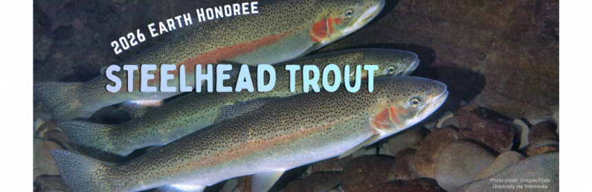 Header image for announcing PBC 2026 Earth Honoree, Steelhead Trout
