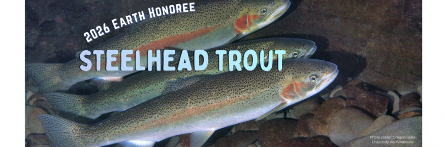 Header image for announcing PBC 2026 Earth Honoree, Steelhead Trout