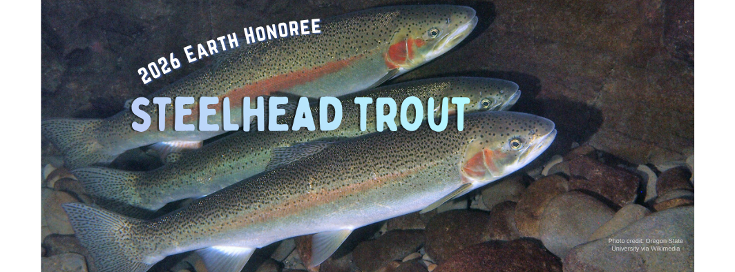Header image for announcing PBC 2026 Earth Honoree, Steelhead Trout